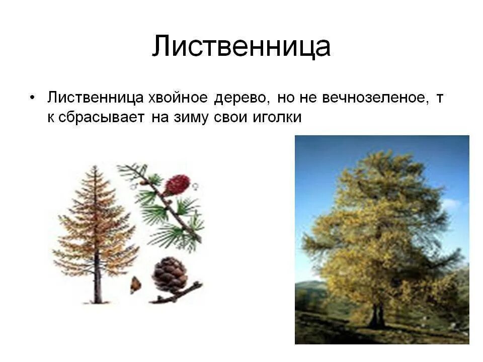 Лиственница сбрасывает на зиму хвоинки. Лиственница это лиственное дерево. лиственница дерево хвойное. лиственница сибирская хвойное или лиственное дерево. лиственница листопадное.