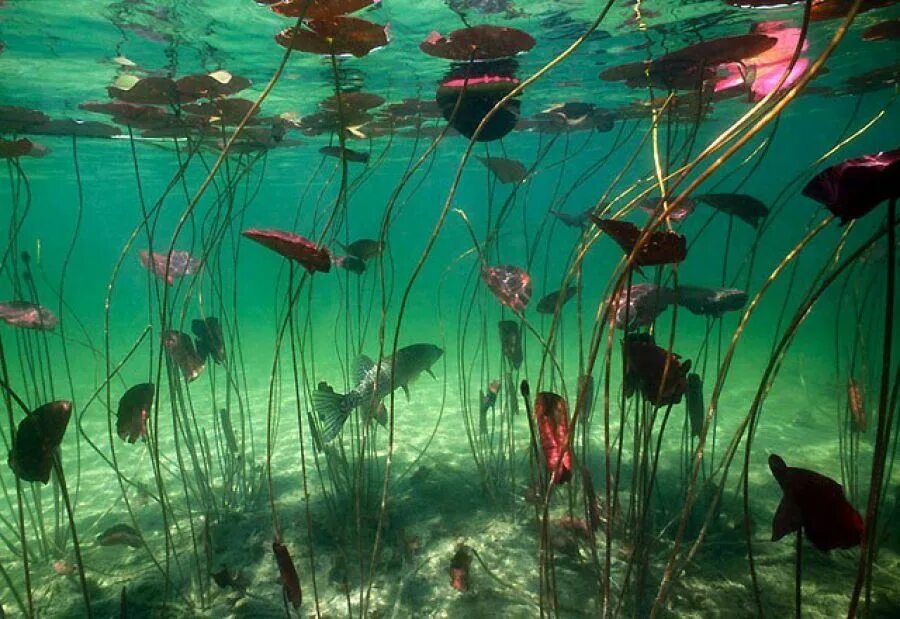 Вода и водные жители. Подводные растения. Подводный мир реки. Подводный мир рек и озер. Речное дно.