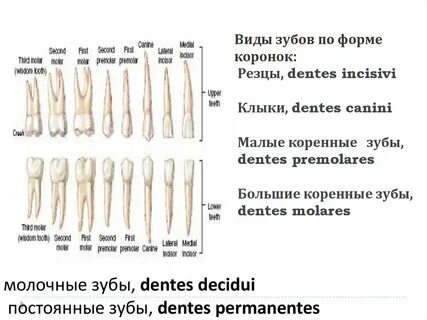 Какого размера зуб