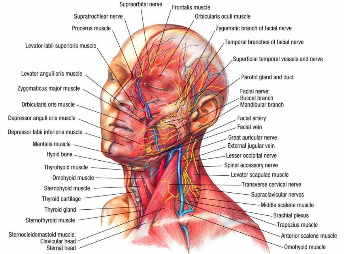 Анатомия головы и шеи человека. Мышцы лица. Мышечное строение лица. Мышечное строение шеи и головы.