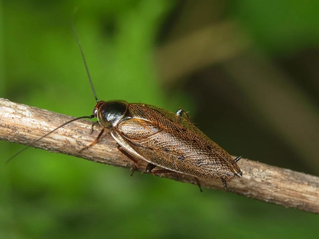 Blattella germanica нимфы. Ectobius lapponicus. Лапландский таракан. Лапландский таракан. Ectobius sylvestris лесной таракан.