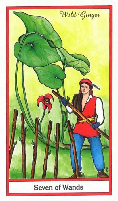 7 жезлов с другими. Herbal Tarot галерея. 7 Жезлов Таро Райдера Уэйта. Таро 7 of Wands. Семерка жезлов совет.