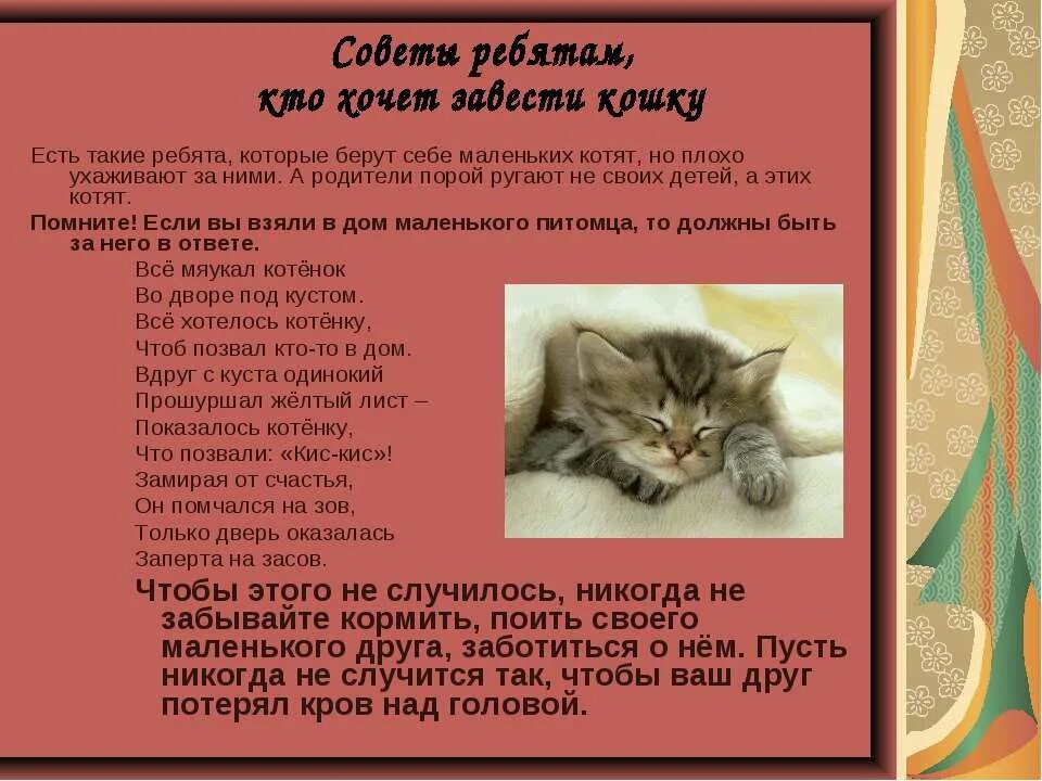 Совет котиков. Советы для кошек. Информация о котятах. Кошка рассказ для детей. Как заботиться о кошке