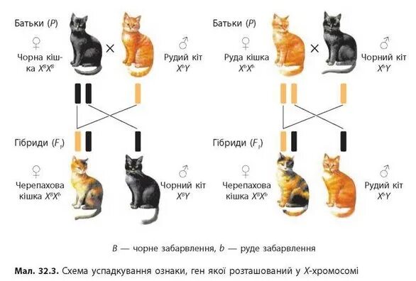 Генотип чистопородного. Схема наследование окраски у кошек. Сцепленное с полом наследование черепаховая кошка. Схема наследования черепахового окраса. Наследование окраса кошки схема.