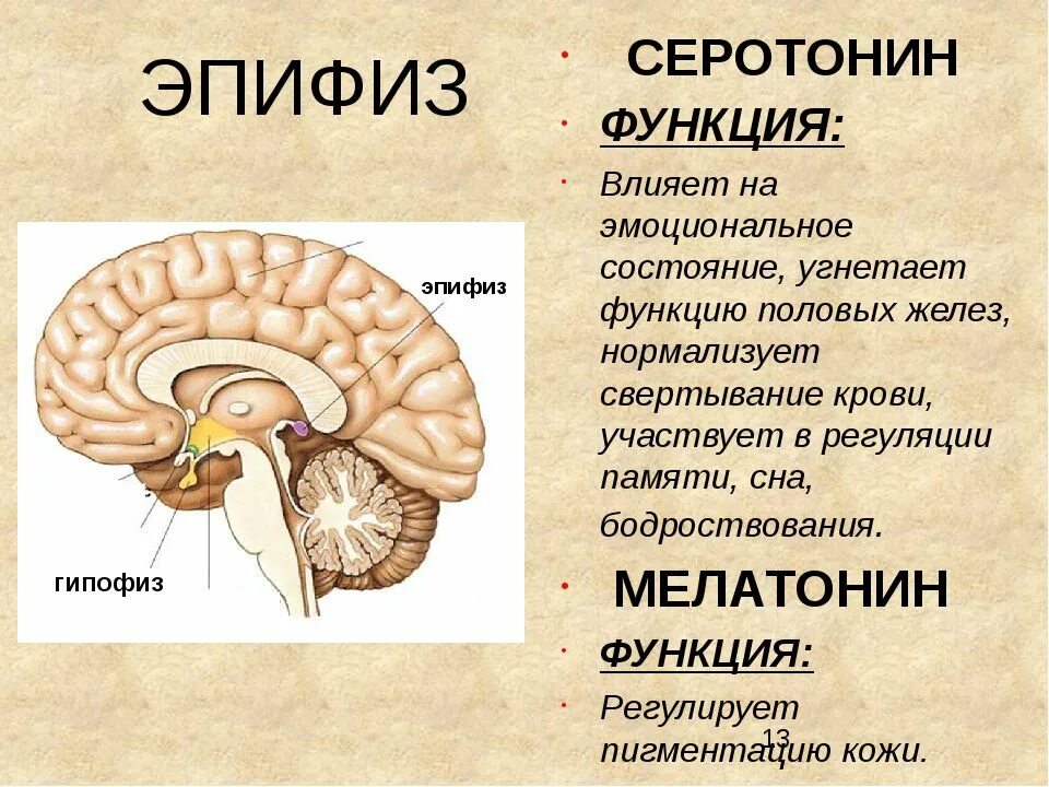 Гипофиз функции мозг. Эпифиз железа функции. Мелатонин гормон эпифиза. Эпифиз функции 8 класс биология. Эпифиз гормоны 8 класс биология.