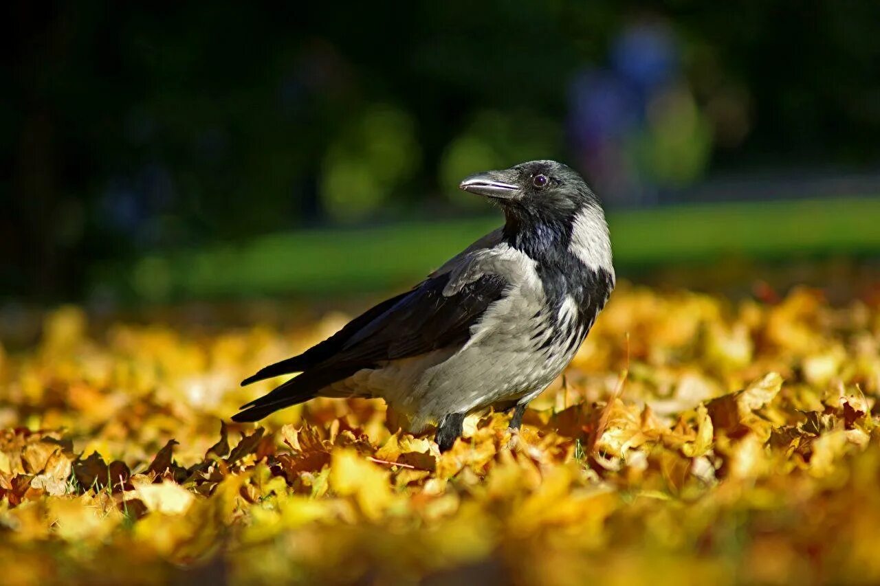 Fall bird. Осень птицы. Птицы осенью. Птицы в осеннем лесу. Птицы в листве.