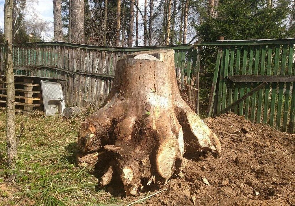 Чем вытравить корни деревьев. Корчевание деревьев. выкорчевывание пней. выкорчевывание пней на участке.