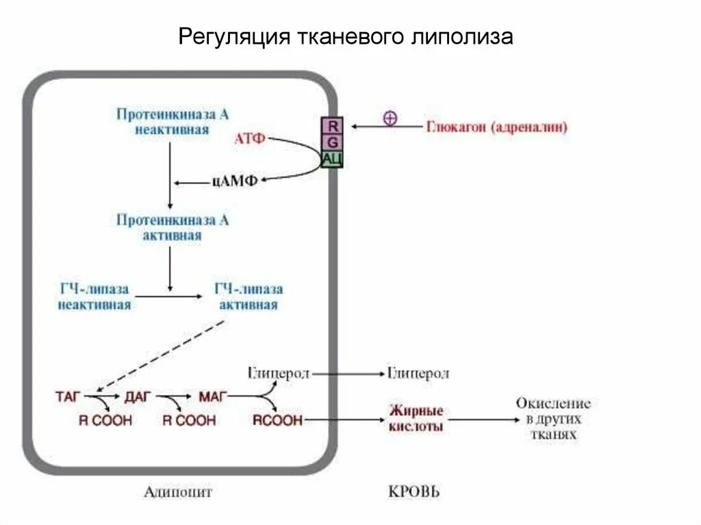 Процесс липолиза. Гормональная регуляция липолиза схема. Схема липолиза биохимия. Процесс тканевого липолиза схема. Регуляция тканевого липолиза.