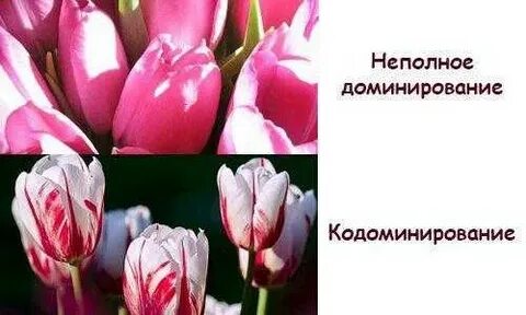 Неполное кодоминирование