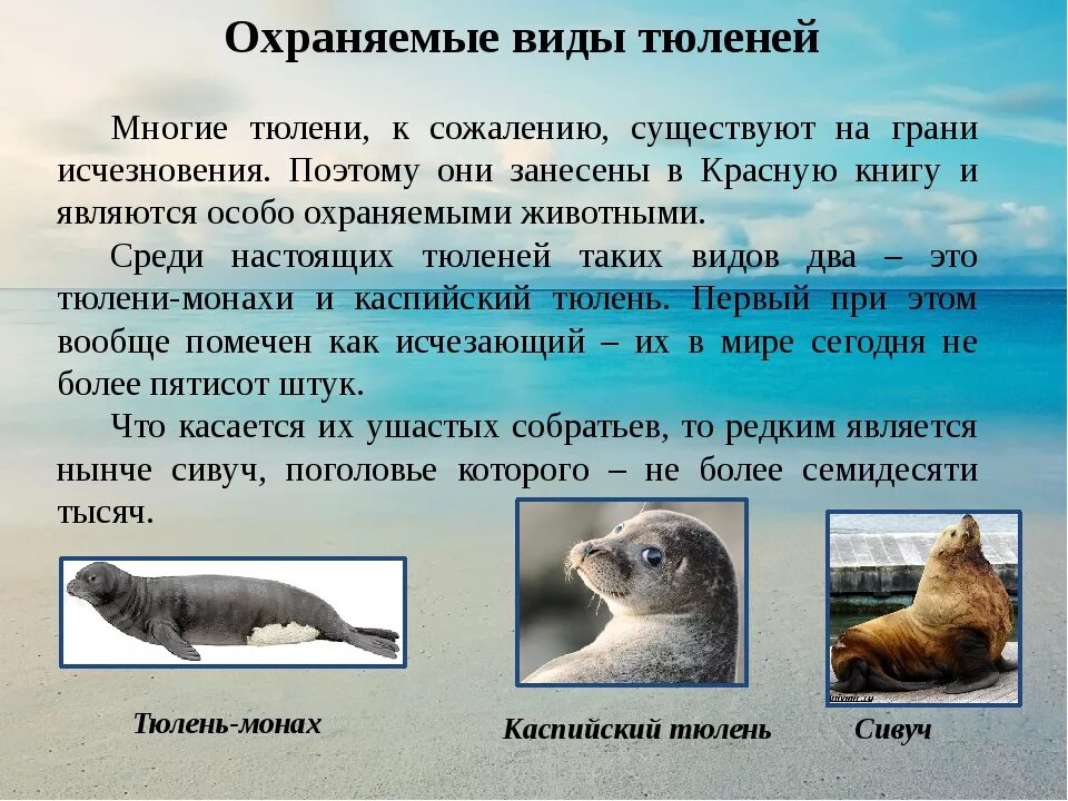 В какой среде обитания живет нерпа. Обыкновенный тюлень красная книга России. Сообщение ластоногие морской Лев. Ластоногие млекопитающие тюлень. Морской котик красная книга.