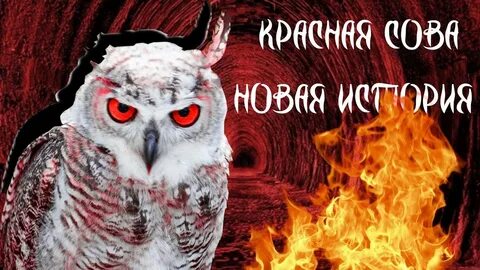 Сова никогда
