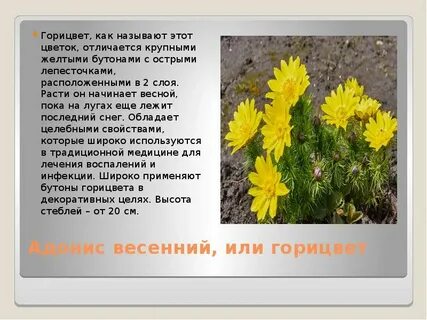 Пермские растения занесенные в красную книгу