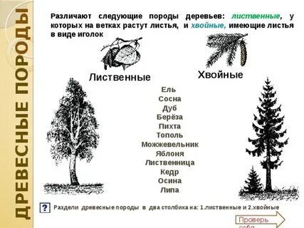 Хвойные деревья задания
