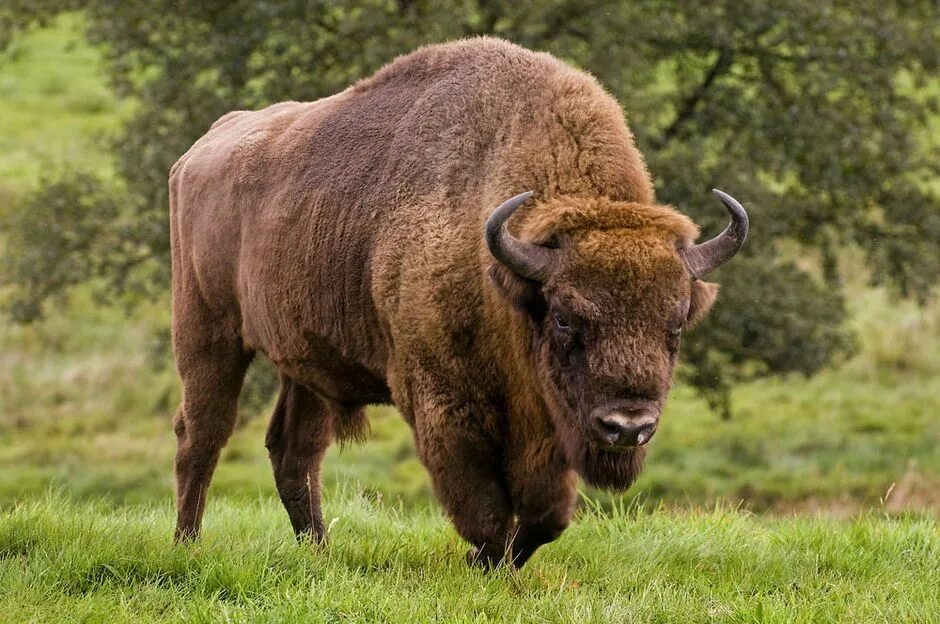 Зубр картинка. ЗУБР Bison bonasus. Беловежский ЗУБР. Европейский ЗУБР. ЗУБР (Европейский Бизон).