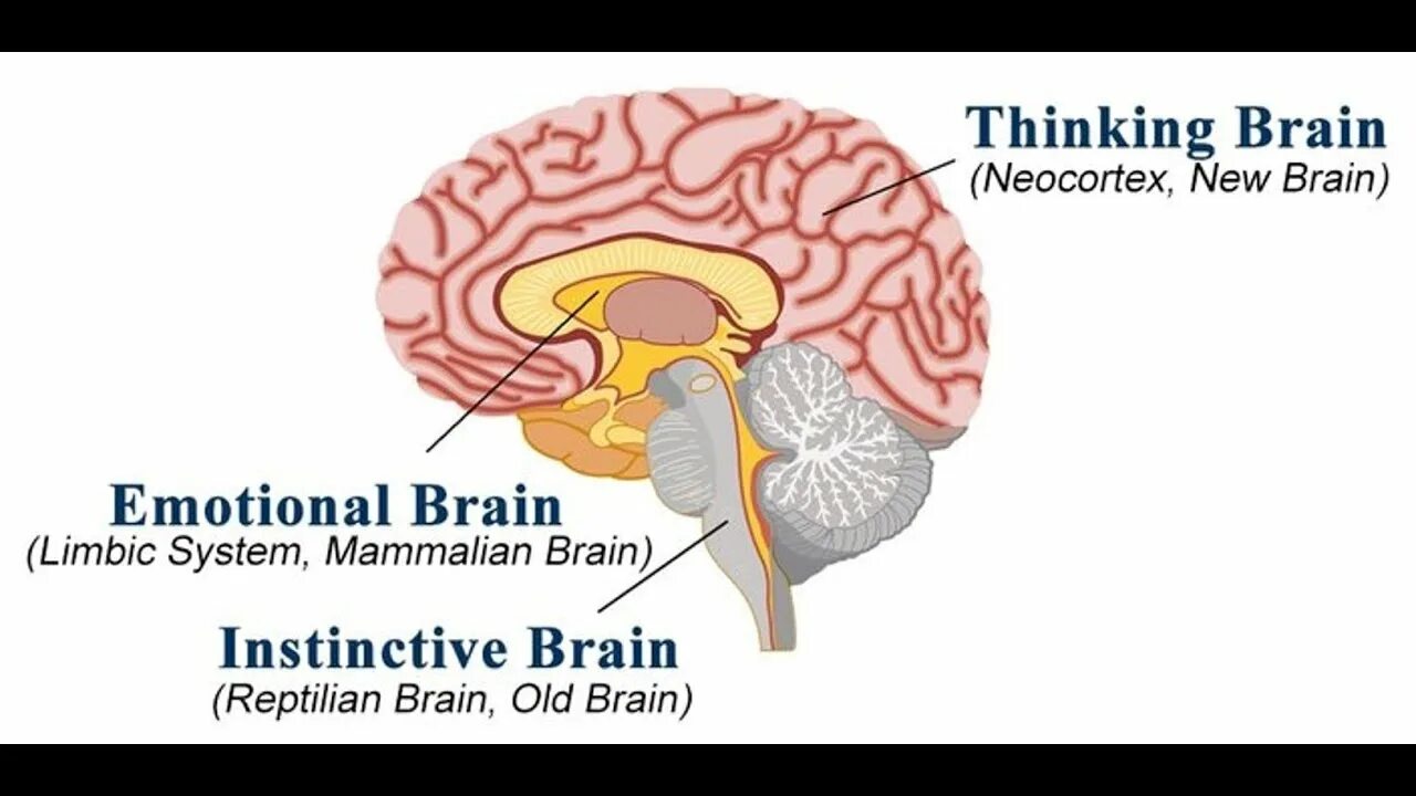 Палео и неокортекс. Neo Cortex Brain. Limbic Brain and neocortex image.