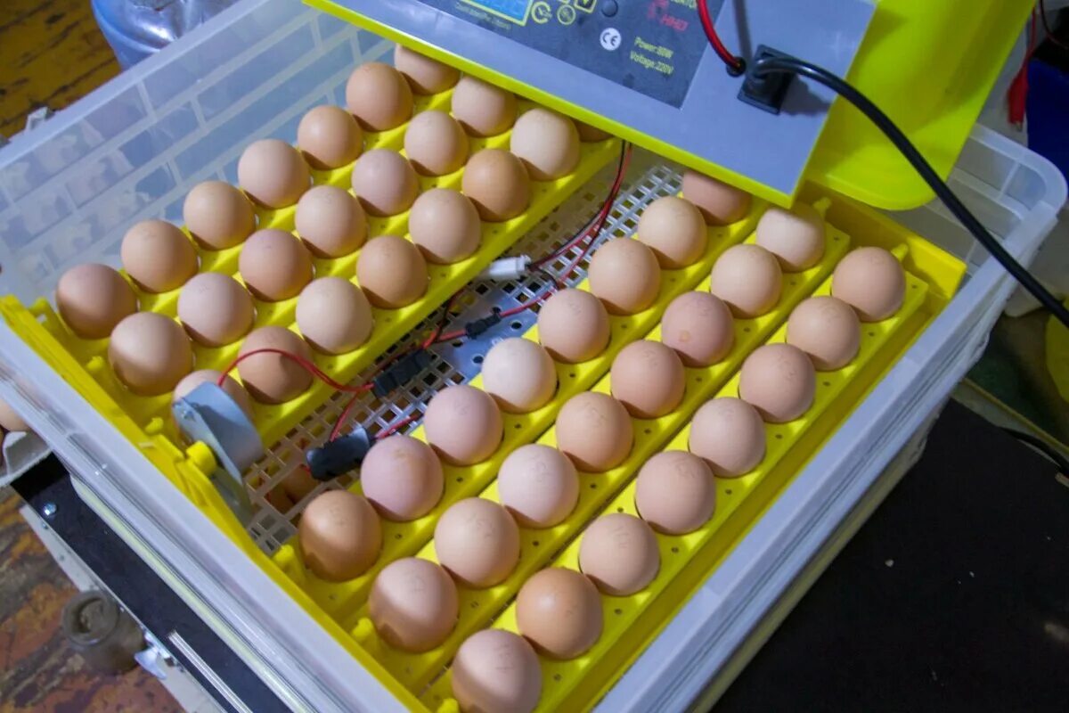 Сколько раз переворачивать яйца. Технология инкубации яиц кур. Гусиные яйца в инкубаторе. Яйца кур в инкубаторе.
