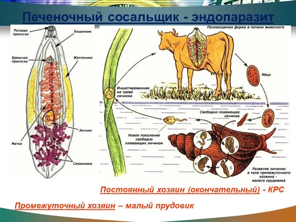 Хозяин печеночного сосальщика является