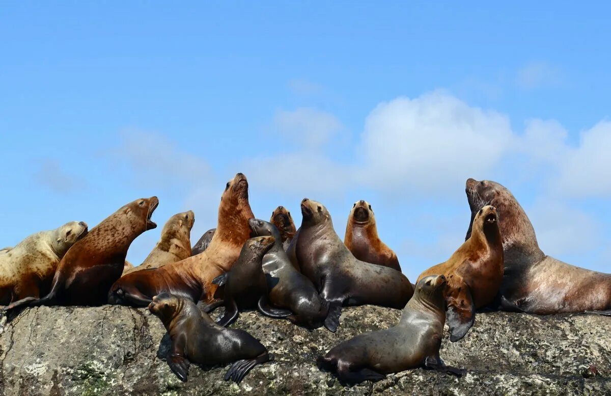 Морские котики на сахалине. Сахалинске животные. Сахалинске животные. Курильские острова фауна. Курильские острова фауна.