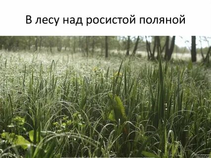 В тиши над росистой поляной