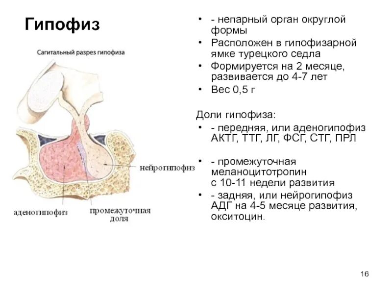 Образование турецкого седла. Анатомические структуры передней доли гипофиза. Внутреннее строение гипофиза. Гипофиз анатомия функции.