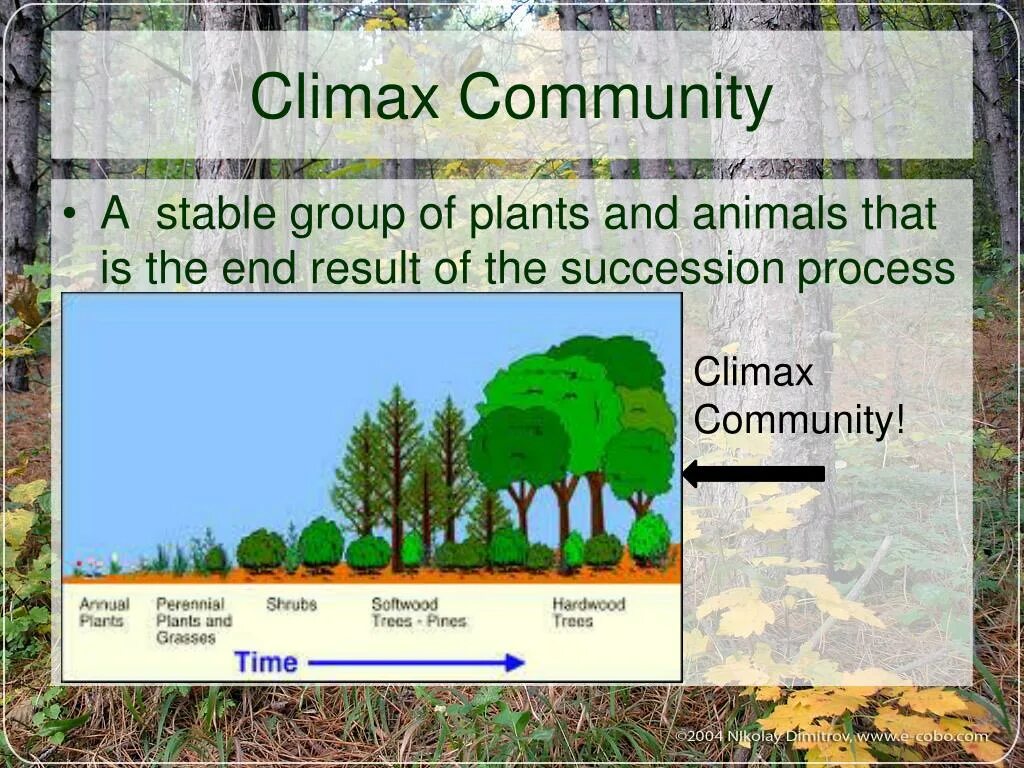 Community definition. Climax community. ecological groups of plants.