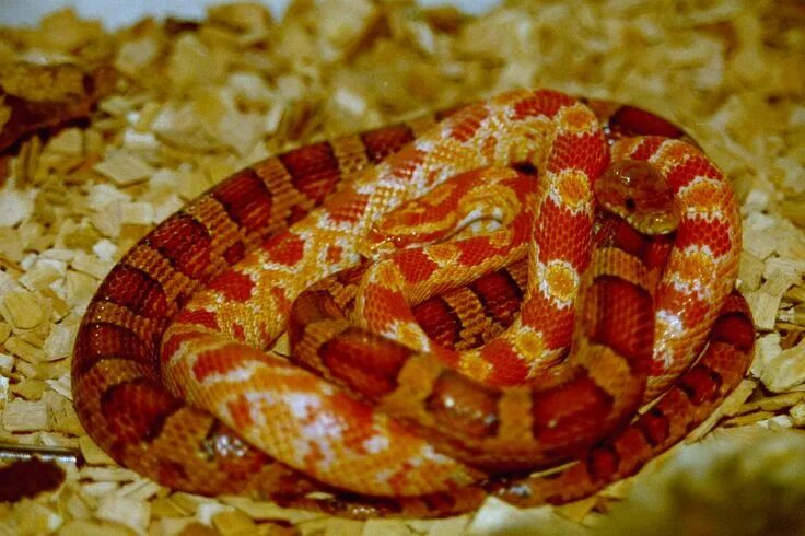 Download Corn Snake On Grass Wallpaper Wallpapers.com