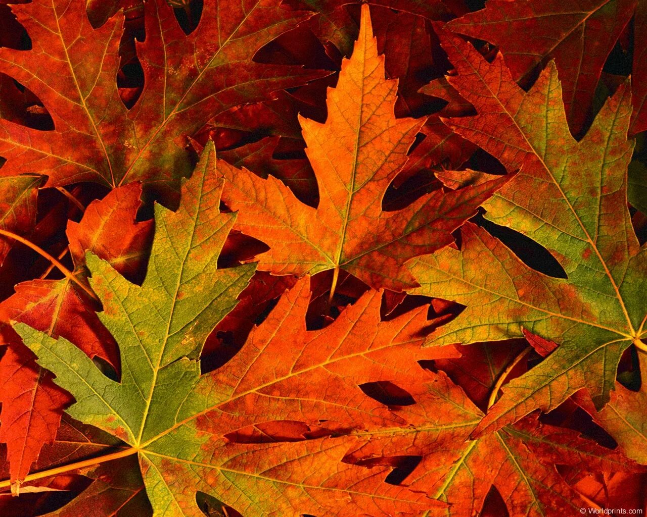 Лист осени фото. Осенние листья. Красивые осенние листья. Красивое литье. Осенняя листва.