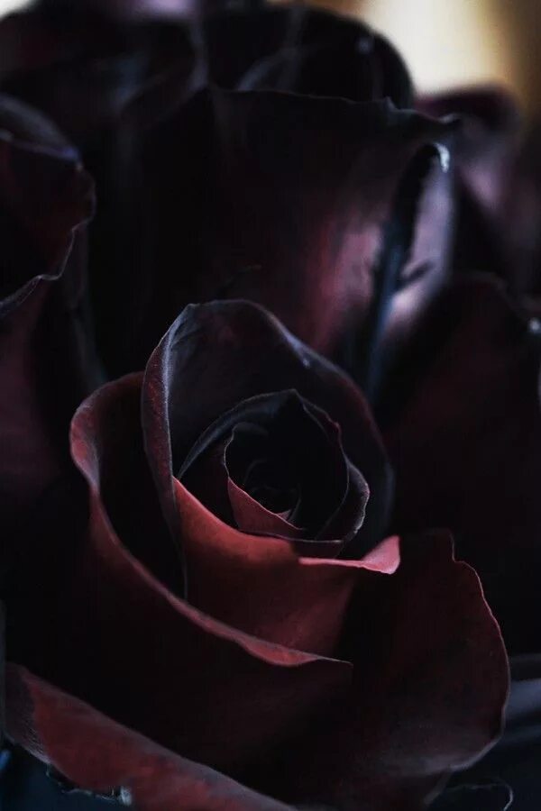Черный подборка. Черный нефрит роза. Роза Блэк Голд. Роза Блэк Браун. Роза флорибунда черная.