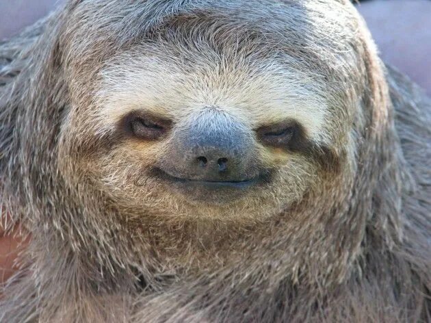 Just 15 Funny Photos Of Sloths Doing Absolutely Nothing Cute sloth pictures, Slo