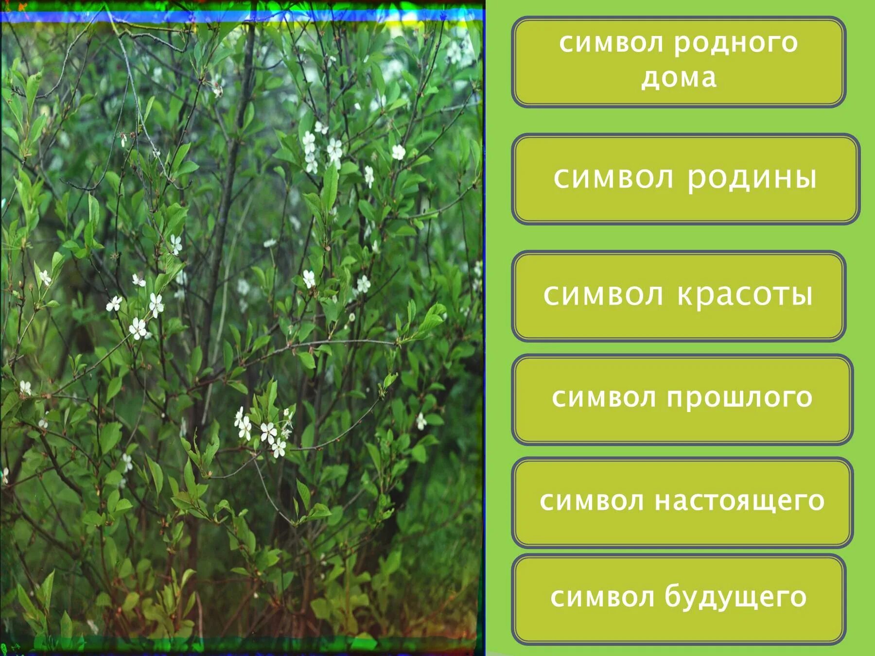 Вишневый сад символ россии. Вишневый сад образ сада. Образ вишневого сада в пьесе Чехова.