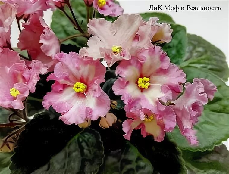 Фиалка миф и реальность. Лик миф и реальность фиалка. Лик миф. Лик миф. Лик майнкрафт миф.