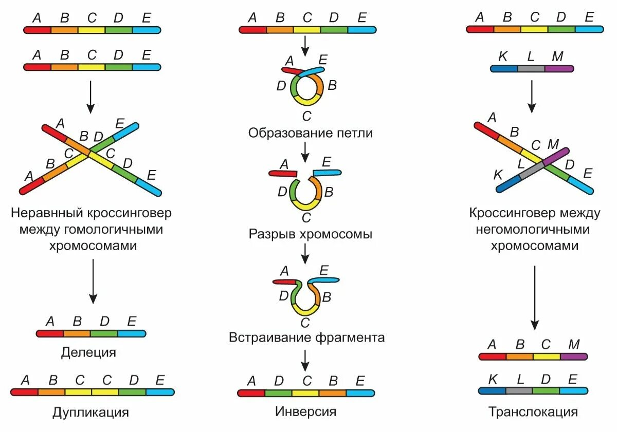 Хромосомные мутации методы генетики. Хромосомные мутации. Внутрихромосомная рекомбинация. Межхромосомная рекомбинация. Генотипический радикал.