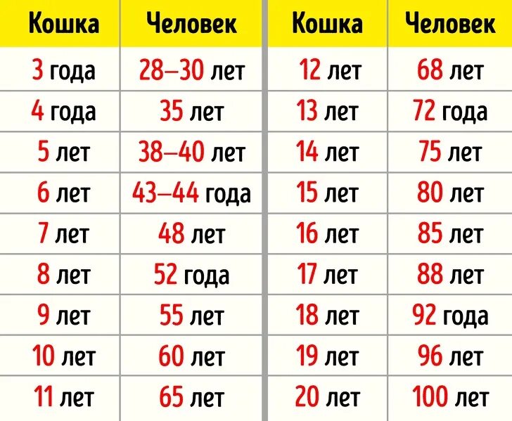 Как считать кошачий возраст
