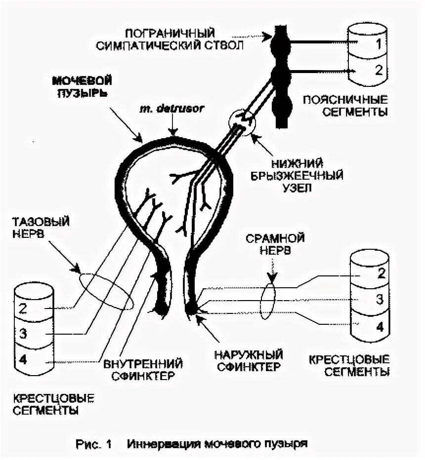 Иннервация мочевого пузыря схема. Иннервация мочевого пузыря неврология. Сегменты мочевого пузыря. Схема вегетативной иннервации мочевого пузыря. Рефлекторный мочевой