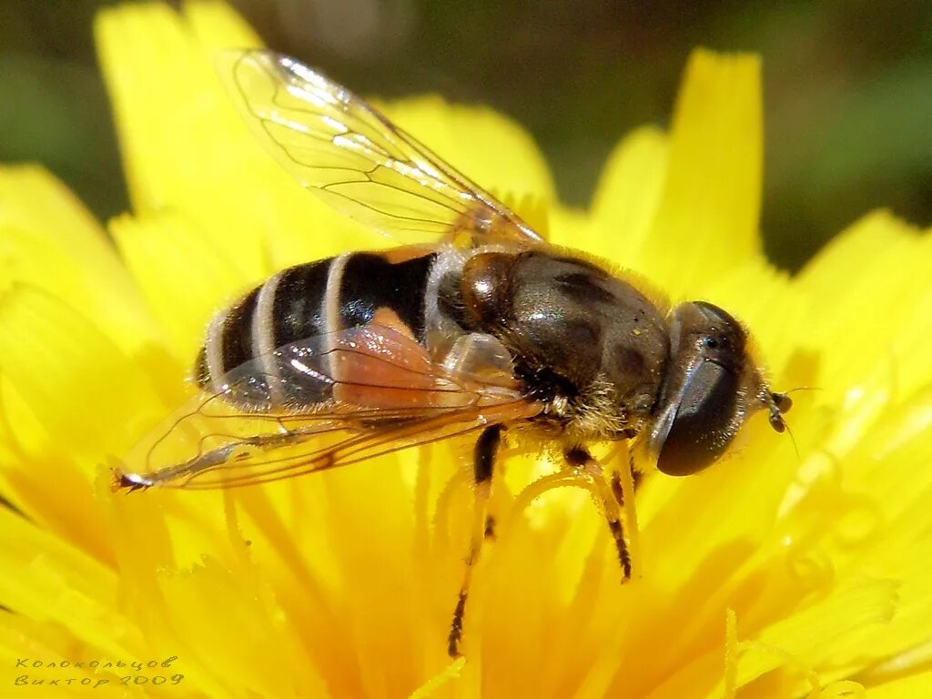 Пчеловидки. Eristalis arbustorum. Муха журчалка пчеловидка. Пчеловидка Лесная. Музыкантик насекомые.