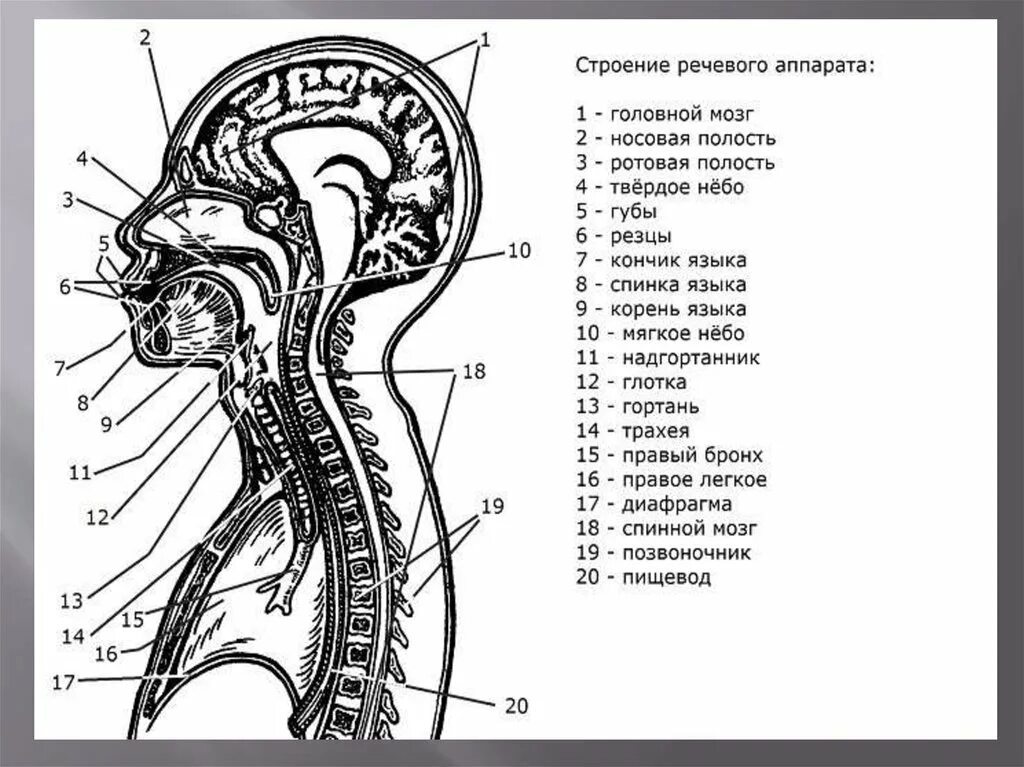Строение и функционирование речевого аппарата. Строение речевого аппарата центральный и периферический отделы. схема строения речевого аппарата логопедия. строение речевого аппарата филичева. схема строение речевого аппарата центральный и периферический.