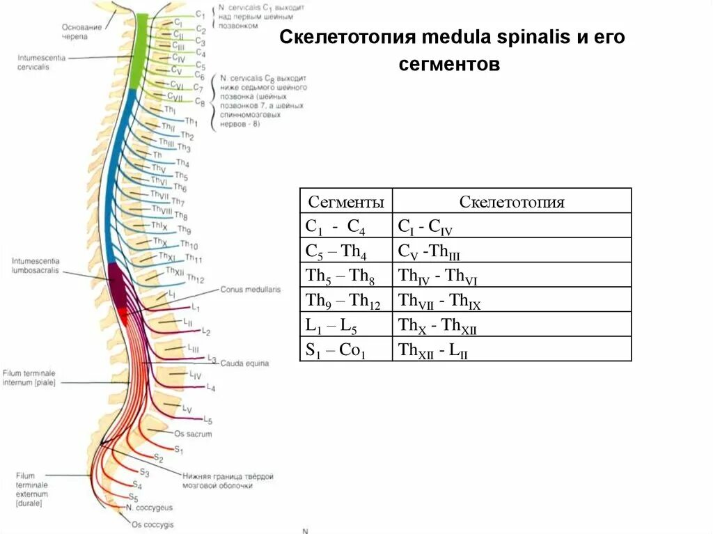 Шейные сегменты спинного мозга. Шейные сегменты спинного мозга