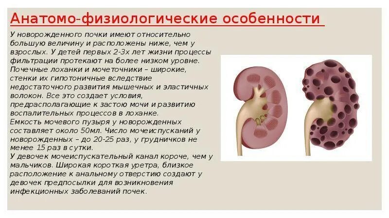 Расширение лоханки у ребенка. Почки у детей 1 года жизни имеют. Расширение лоханки почки у ребенка. Почки у новорождённых детей. Расширение лоханки почки.