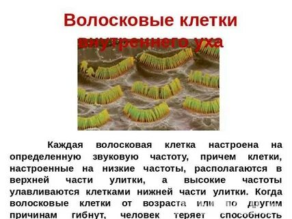 Функции волосковых клеток