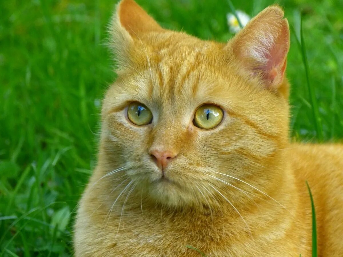 Кошечка желтая. Бразильская короткошерстная кошка рыжая. Европейский короткошерстный кот рыжий. Европейская короткошерстная кошка рыжая. Метис кошка рыжая.