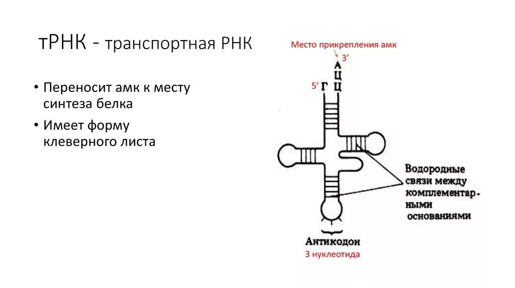 ТРНК строение петли. Схема строения молекулы ТРНК. Структура ТРНК рисунок. ТРНК форма Клеверного листа.