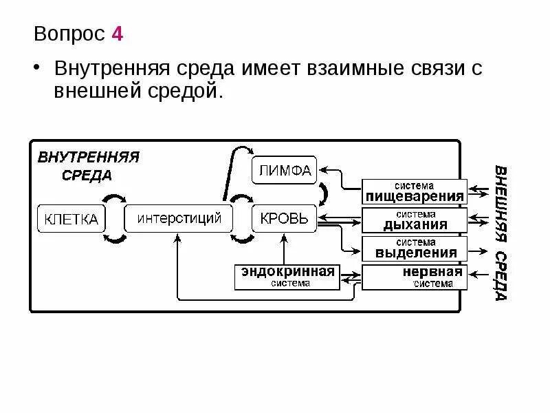 Схема взаимосвязей внутренней среды организма.. Связь организма с внешней средой схема. Внутренняя и внешняя среда организмов схема. Характеристика внешней и внутренней среде организма человека.