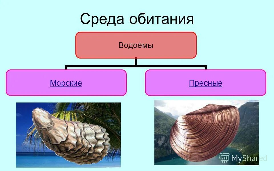 Моллюски различия. Двустворчатые моллюски среда обитания. Половая система двустворчатых. Многообразие брюхоногих и двустворчатых моллюсков.