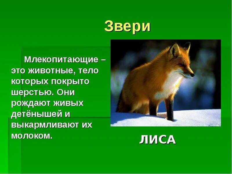 Сообщение про любого млекопитающего. Звери это животные тело которых покрыто шерстью. рассказ о млекопитающем животном. сообщение о млекопитающих. доклад о млекопитающих.