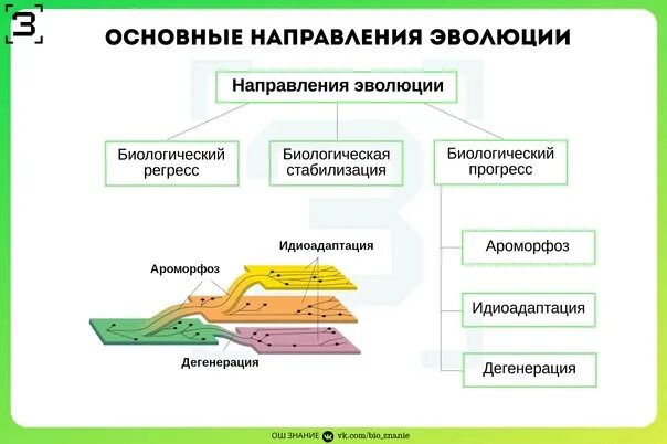 Биологический прогресс задания. Пути и направления эволюции ЕГЭ биология. Пути эволюции биология 9 класс. Основные направления эволюции биологический Прогресс. Пути эволюции ЕГЭ биология ароморфоз идиоадаптация.