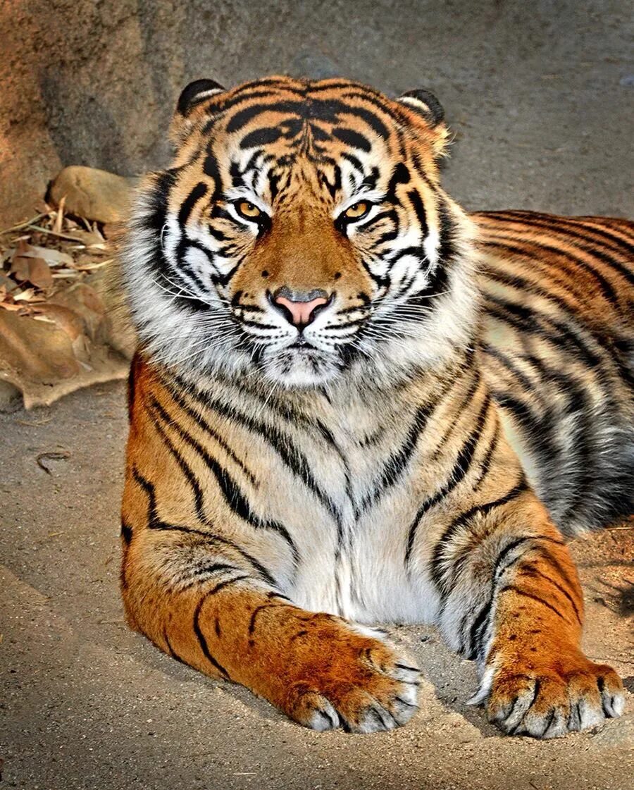 Какой тигр сильнее. Суматранский тигр. Огромный тигр. Тигр зверь. Когти тигра.