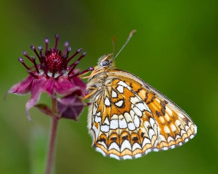 Melitaea diamina. Лепидоптерология. Лепидоптерология Украина. Лепидоптеролог