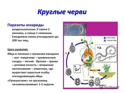 Тип круглые черви развитие