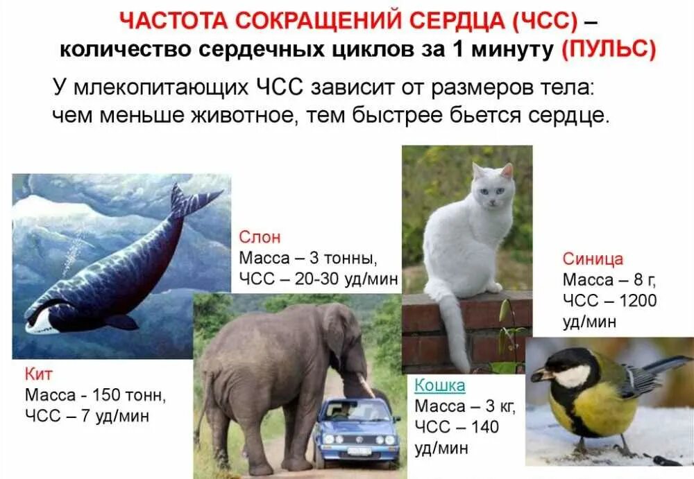 Чсс у животных. Частота сердечных сокращений у живо. частота сердца у животных. частота сокращений сердца в минуту у животных. размеры сердец животных.