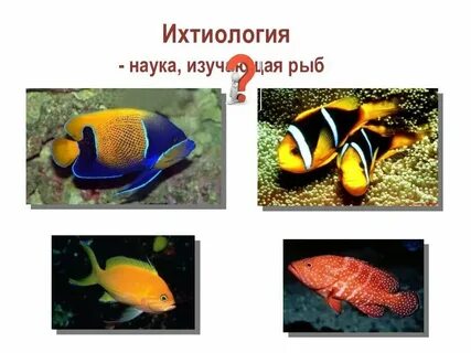 Биологическая наука изучающая аквариумных рыбок